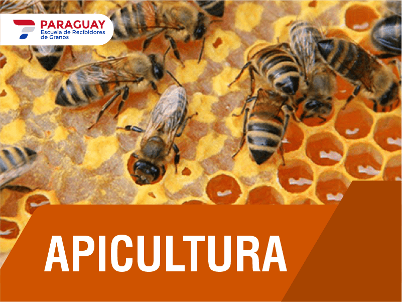 Apicultura 2026